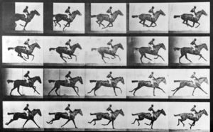 horse film
